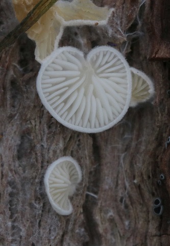 Clitopilus hobsonii